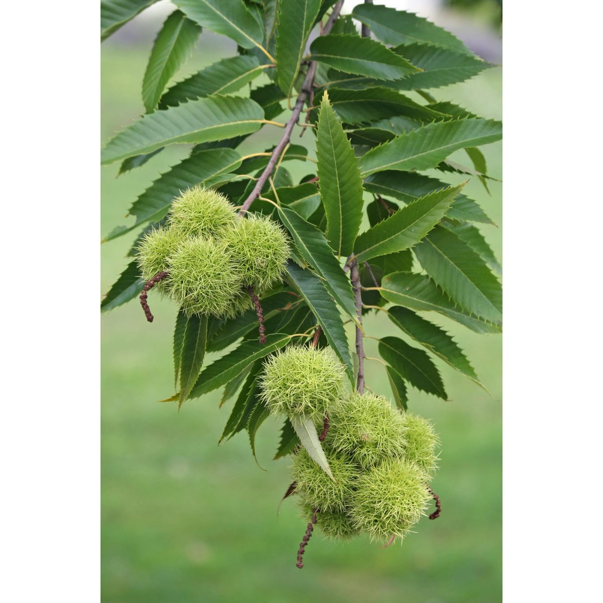Châtaignes brillantes sur la Castanea sativa, prêtes à embellir votre décoration