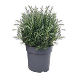 Rosmarinus officinalis Struik - Ø27cm - ↕55cm