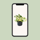 Promo - Epipremnum Happy Leaf - SCINDAPSUS - Ø12CM - ↕15CM