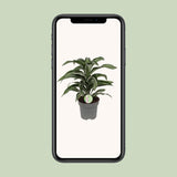 Dracaena Jade Jewel - Ø17cm - ↕50cm