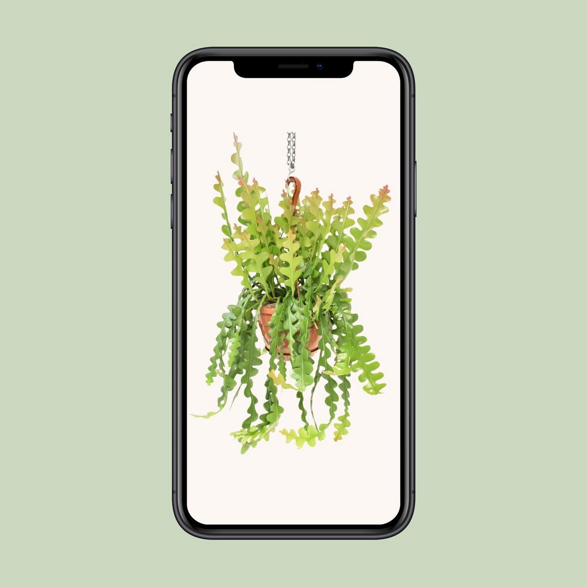 Cactus Fishbone - Élégance naturelle dans votre décoration