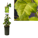 Hedera C. 'Sulfur Heart' + Light Label - Ø17cm - ↕75cm