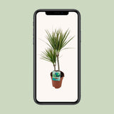 Dracaena margina bicolor - Ø19cm - ↕70cm