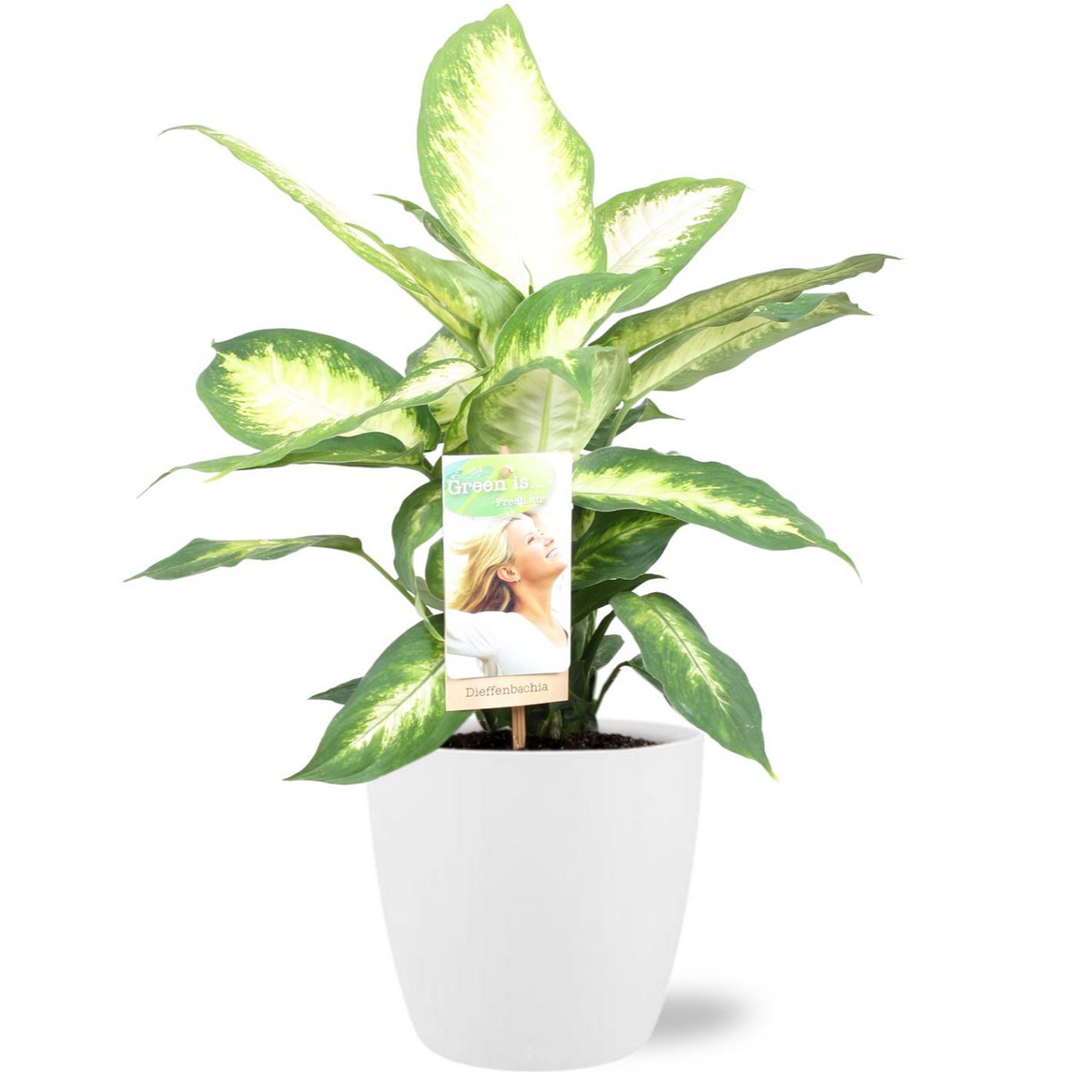 Dieffenbachia Camilla avec grandes feuilles vertes et taches crème