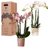 Lot de 2 orchidées Kolibri surprise en pot Ø9 cm