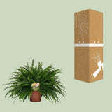 Nephrolepis Lady verte en pot Ø19 cm