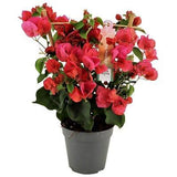 Bougainvillea Rood - Plante d'intérieur de 40 cm avec fleurs rouges éclatantes