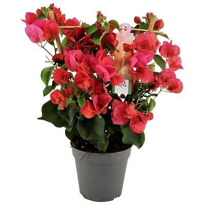 Bougainvillea Rood - Plante d'intérieur de 40 cm avec fleurs rouges éclatantes