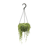 Senecio Rowleyanus - Ø14cm - ↕cm