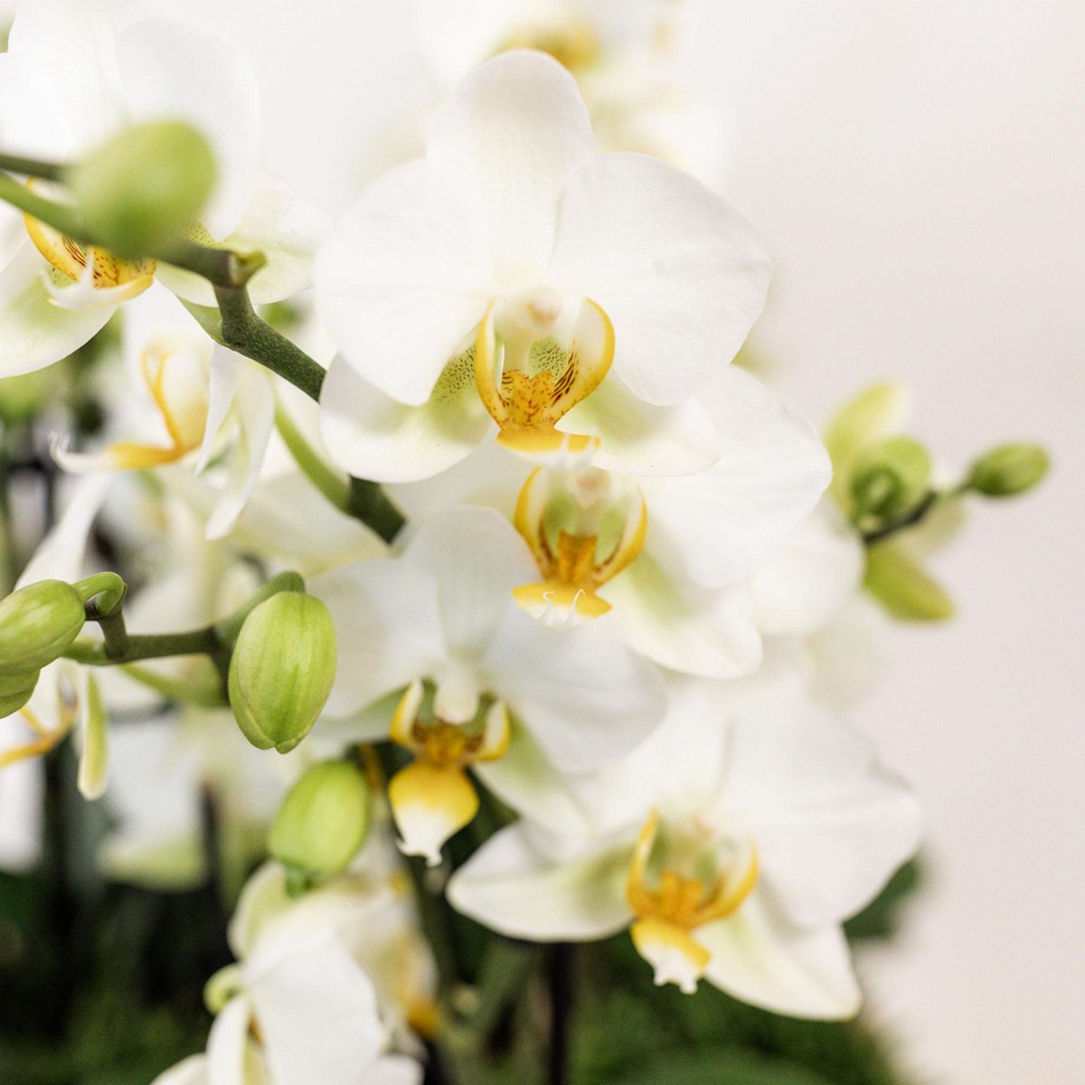 Vue rapprochée des orchidées blanches dans le pot décoratif