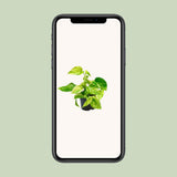 Epipremnum Marble Queen - SCINDAPSUS - ø15cm - ↕25cm - Ø12 - ↨15cm