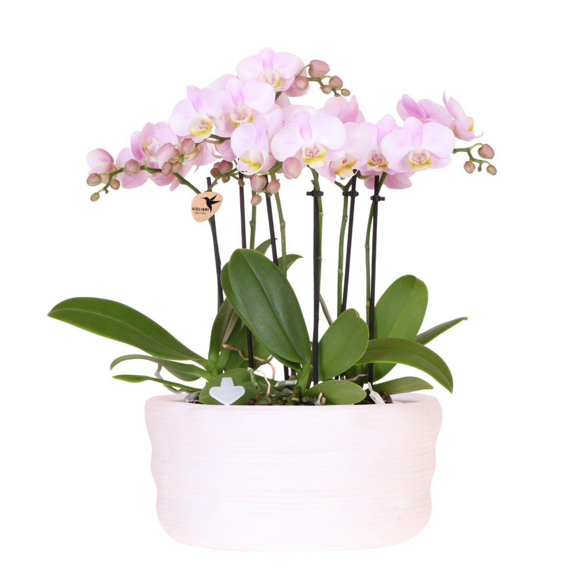 Orchidées Kolibri dans pot Como, vue d'ensemble élégante