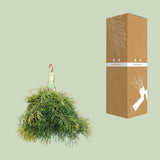 Rhipsalis en forme - Ø21cm - ↕50cm