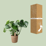 Monstera en panier en osier naturel