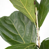 Plante artificielle Ficus Lyrata feuillage large 17 cm
