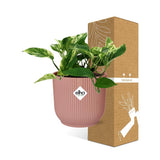 Plante Scindapsus Reine de marbre rose