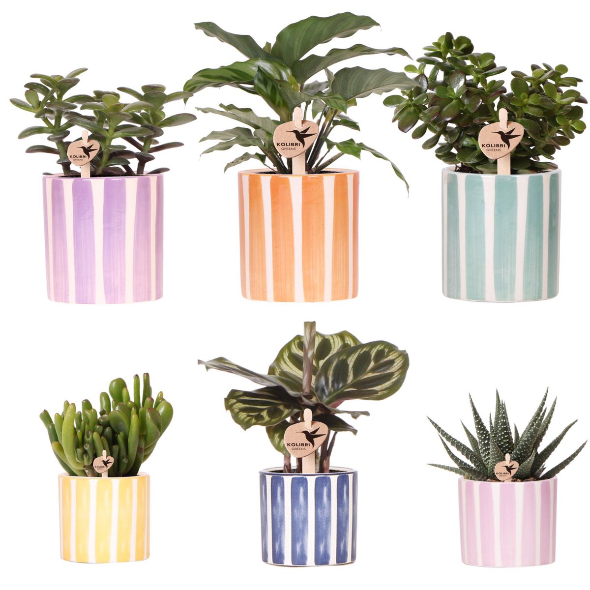 Verts colibris - Ensemble de plantes vertes dans pots Painted Stripe colorés