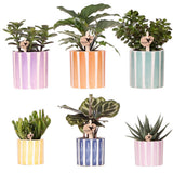 Verts colibris - Ensemble de plantes vertes dans pots Painted Stripe colorés