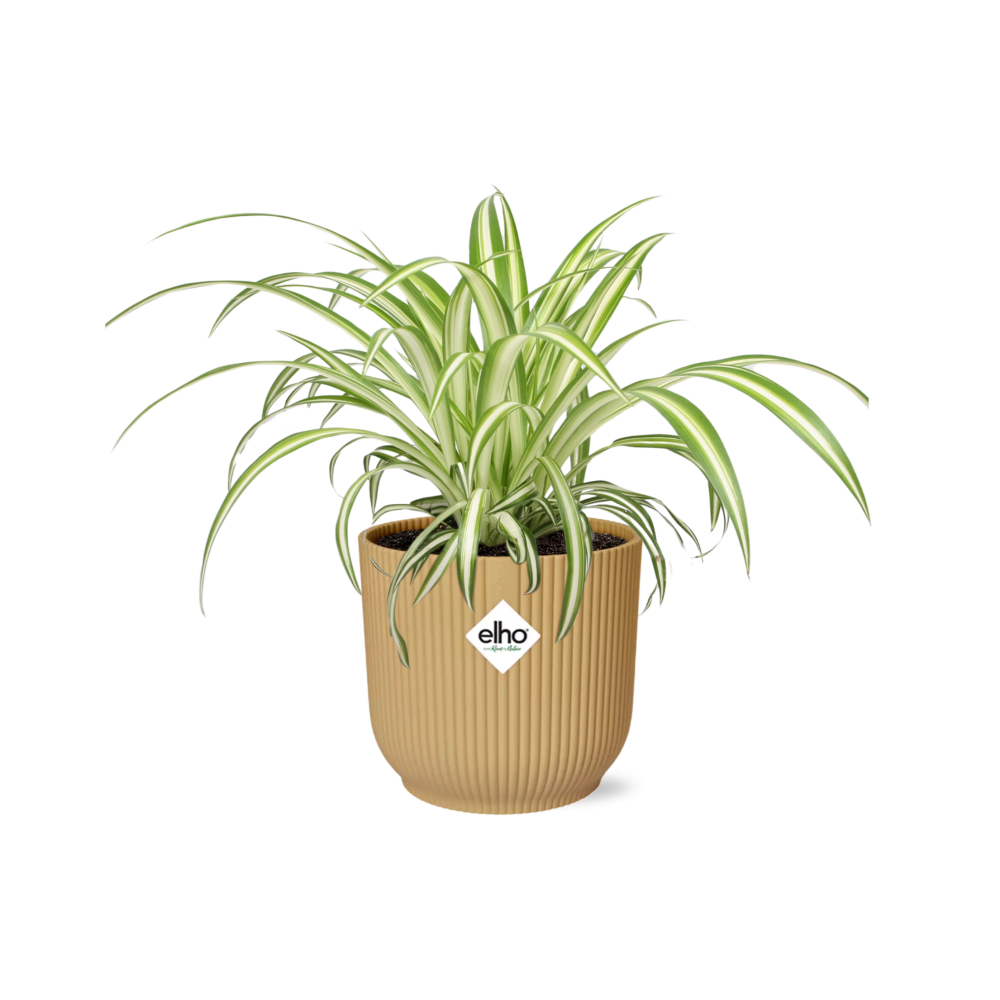 Chlorophytum comosum variegatum dans un pot élégant de 14 cm