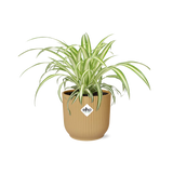 Chlorophytum comosum variegatum dans un pot élégant de 14 cm