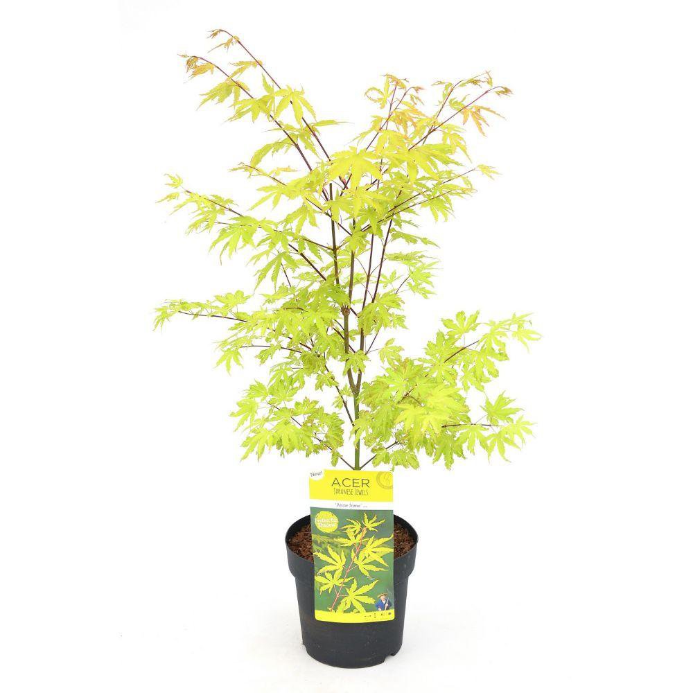 Acer Palm 'Anne Irene' vue de face, feuilles vertes et rouges