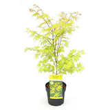 Acer Palm 'Anne Irene' vue de face, feuilles vertes et rouges