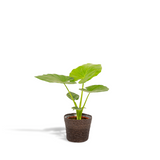 Plante alocasia macrorrhiza en pot Ø19 cm hauteur 70 cm