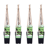 4x - Parthenossus tricuspidata 'veitch boskoop' - ↨65cm - Ø15
