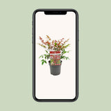 Nandina Dom. 'Obsédé' - Ø13cm - ↕10cm
