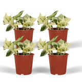 Epipremnum Happy Leaf - 4 pièces - ø12cm - ↕15cm