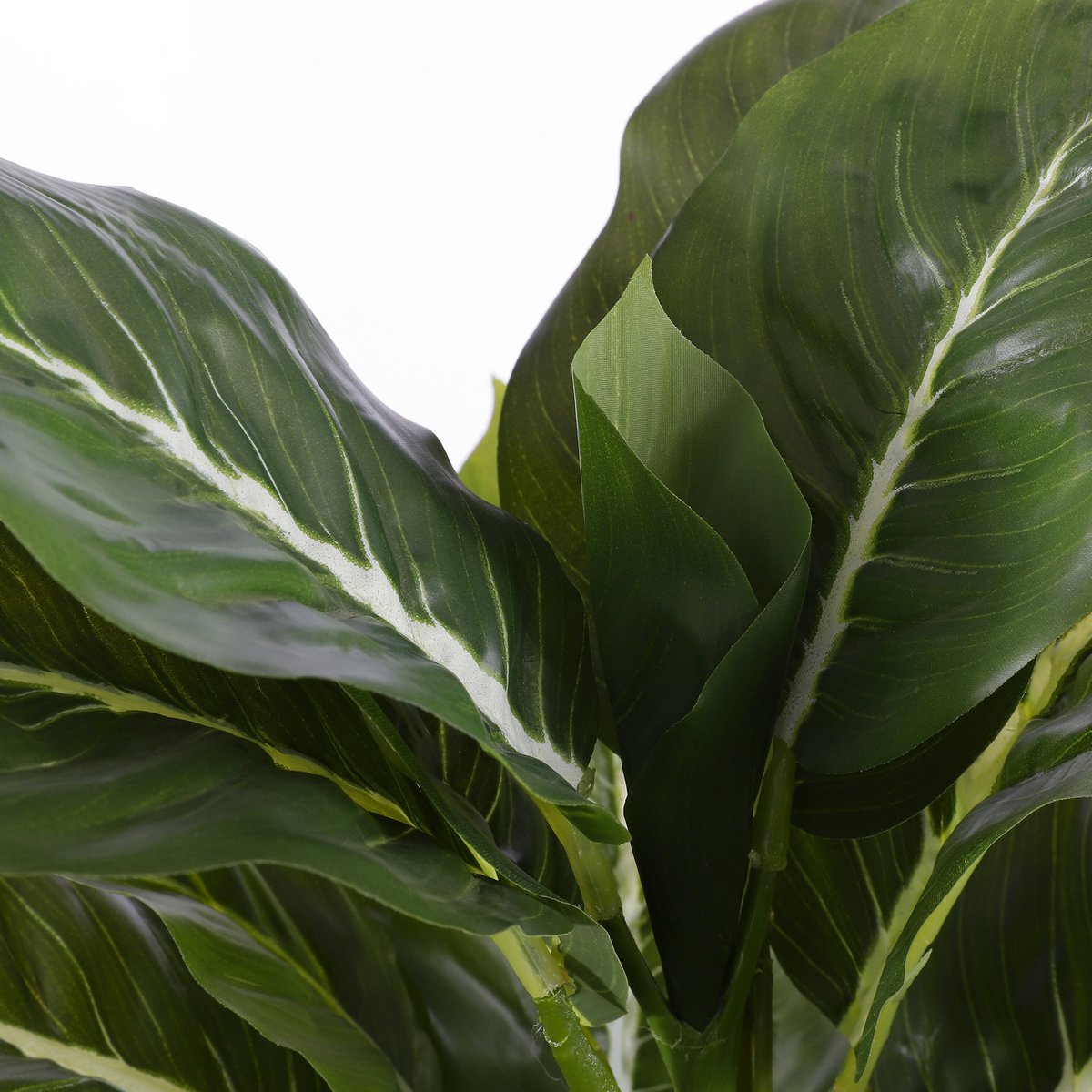 Ambiance intérieure avec la plante Evergreen décorant un espace
