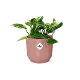 Plante Scindapsus Reine de marbre rose