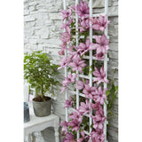 Plante Clematis Giselle rose 15 cm