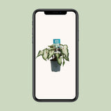 Plante Caladium blanc Ø12 cm hauteur 25 cm