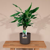 Plante Dracaena Fragran Steudnerer verte 55 cm
