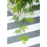 Acer Palm. 'Dissectum' - Ø19cm - ↕40cm