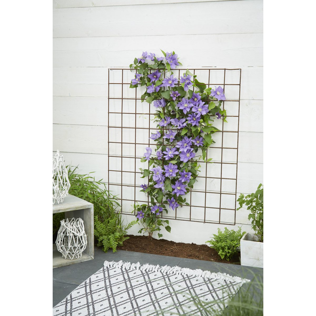 Plante grimpante Clematis Olympia violette