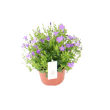 Campanula P12 - Ø12cm - ↕22cm