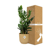 Plante artificielle Zamioculcas Ø14 cm hauteur 45-50 cm