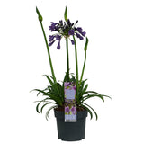 Plante artificielle Agapanthus violet