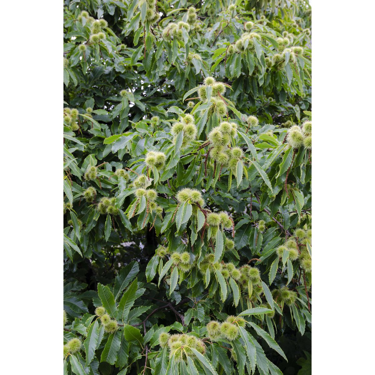 Vue latérale de la Castanea sativa, mettant en valeur sa couronne large