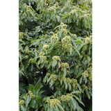 Vue latérale de la Castanea sativa, mettant en valeur sa couronne large