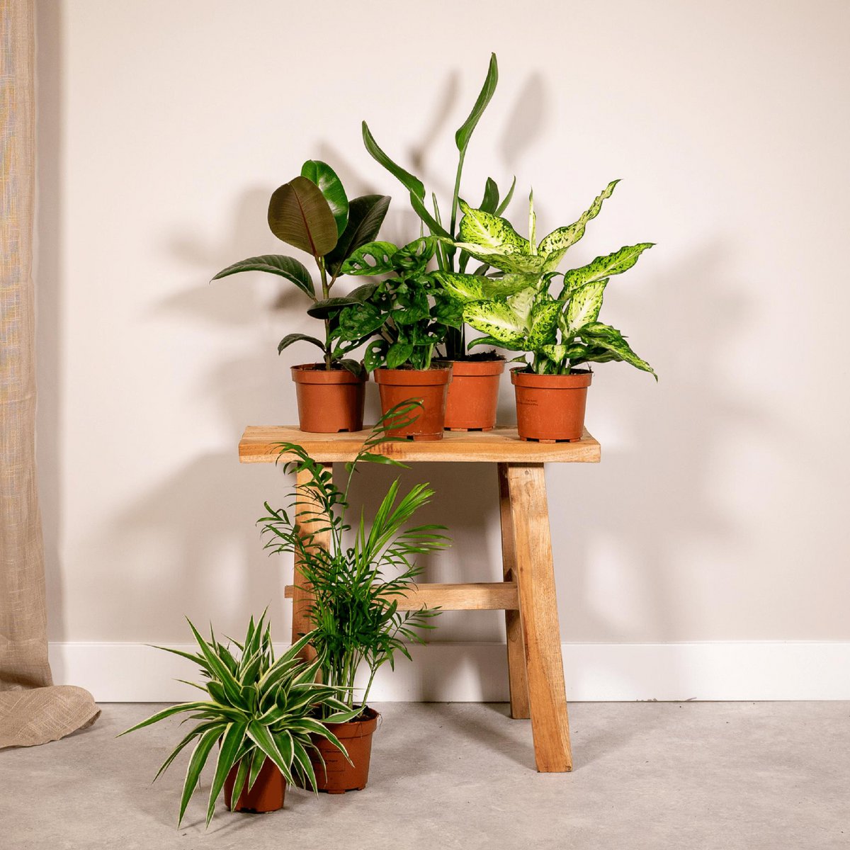 Coffret surprise - 6 plantes d'intérieur diverses - Ø12cm - ↕10-25 cm