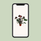 Plante Philodendron Ruby pyramide Ø19 cm H75 cm
