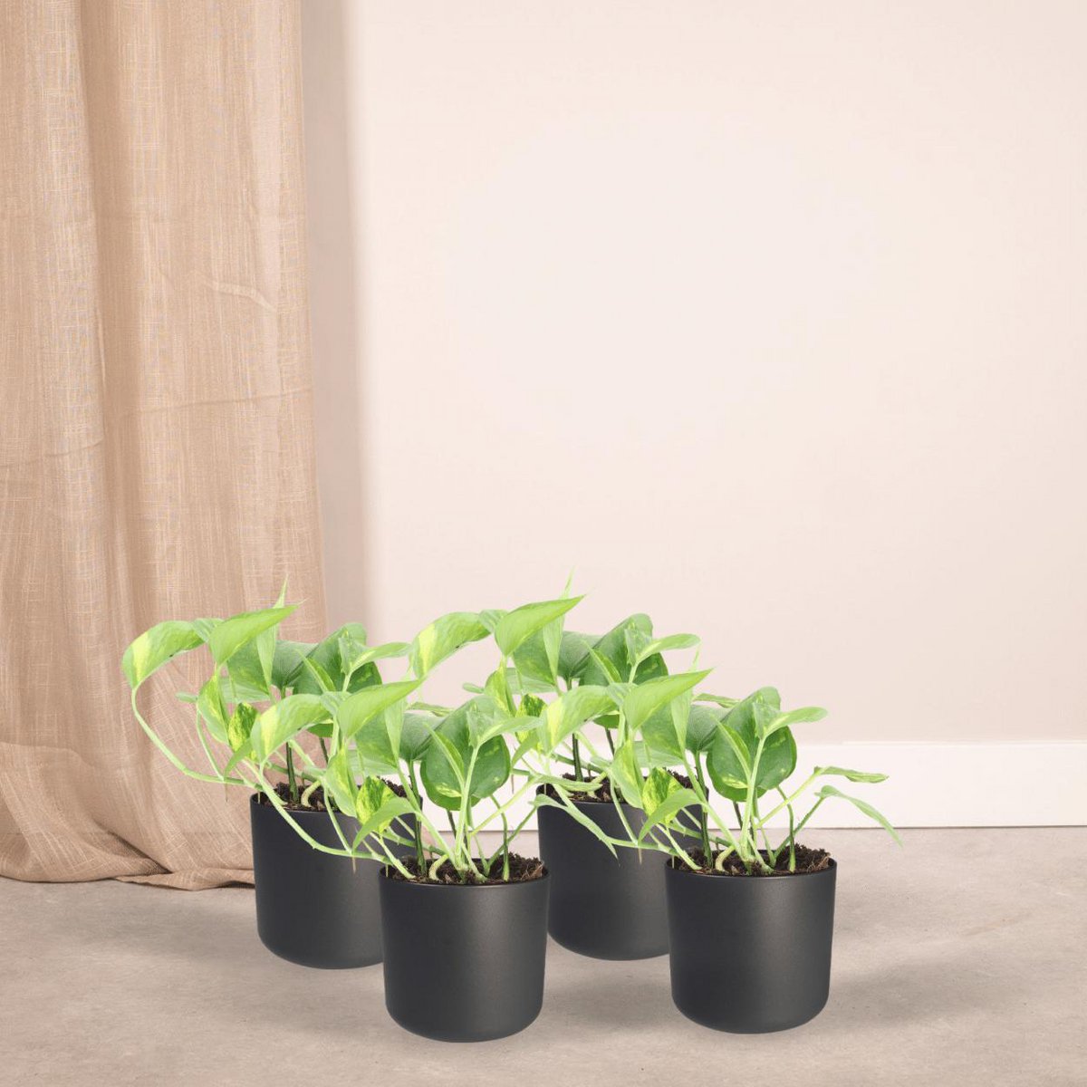 Epipremnum Aureum - 4 pièces - ø12cm - ↕20cm
