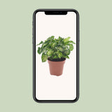 Plante artificielle Syngonium Pixie Ø12 cm hauteur 20 cm