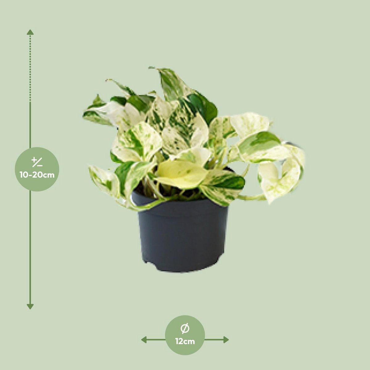 Promo - Epipremnum Happy Leaf - SCINDAPSUS - Ø12CM - ↕15CM
