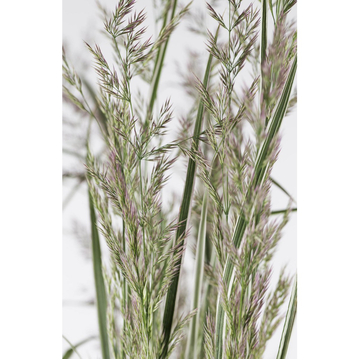 Calamagrostis X 'Overdam' en extérieur, apportant une touche naturelle