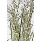 Calamagrostis X 'Overdam' en extérieur, apportant une touche naturelle
