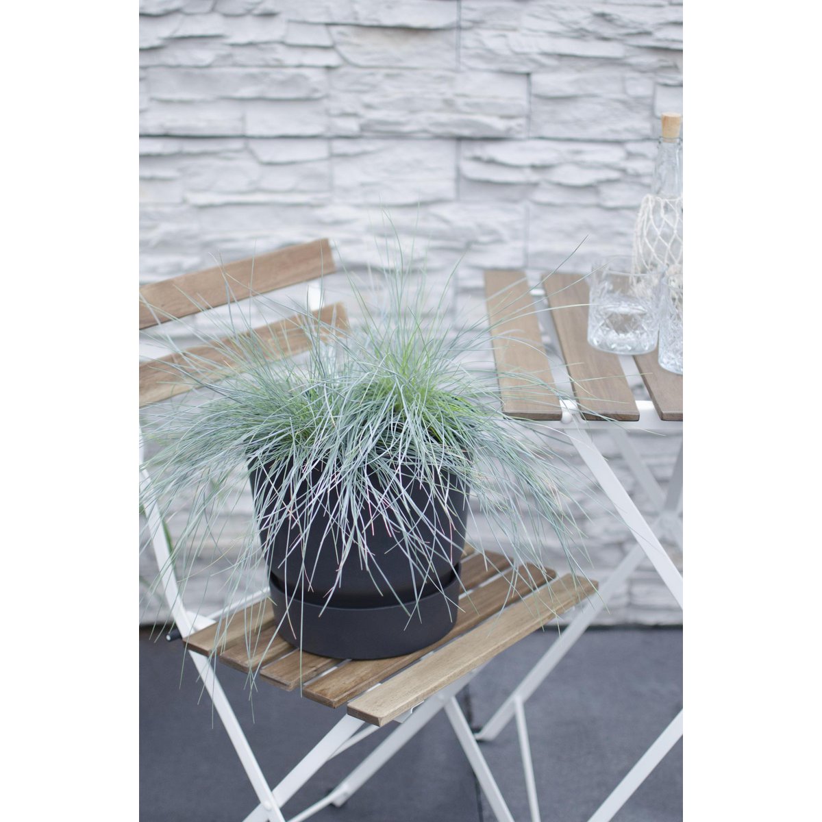 Détail des feuilles de Festuca Glauca Azura Blue, texture unique